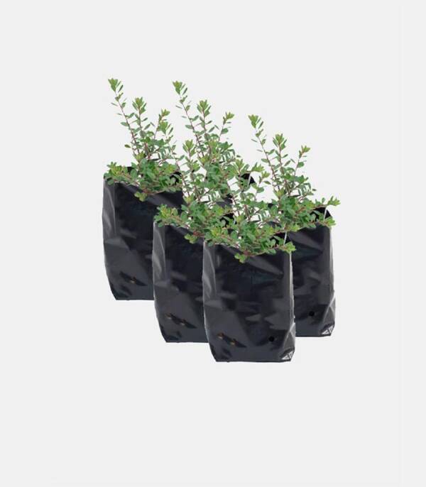 Eco-friendly Planters